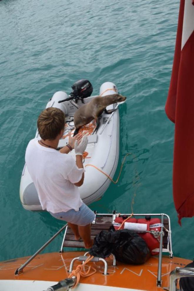 Exploring the Galapagos - Oceans of Hope © Sailing Sclerosis/Oceans of Hope